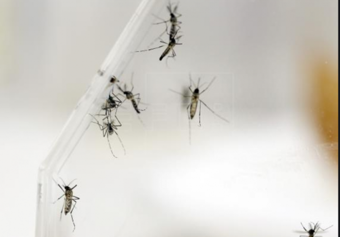 Confirman 8 casos de dengue en Puerto Rico