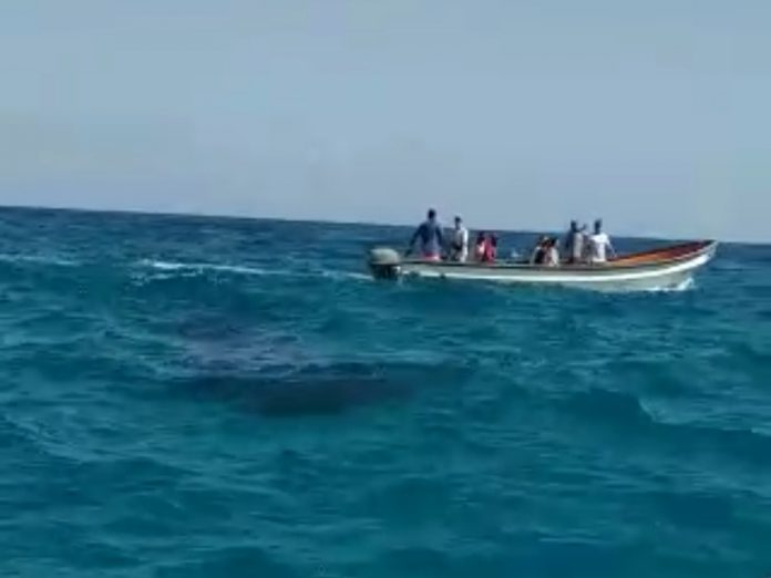 Captura de pantalla del video sobre el tiburón ballena en Choroní.