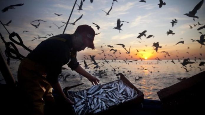 Pesca mundial FAO