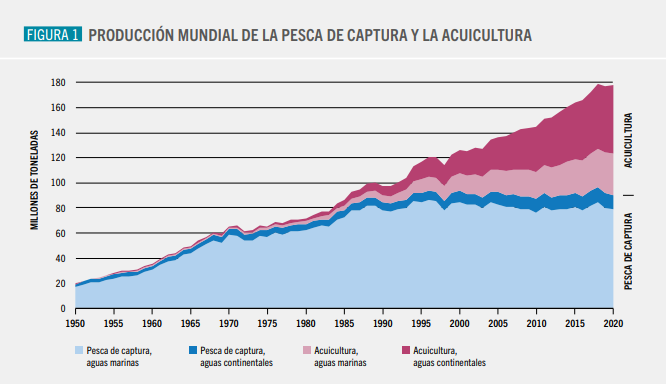 La acuicultura ha crecido más rápido que la pesca de captura en los dos últimos años.  Fuente: FAO