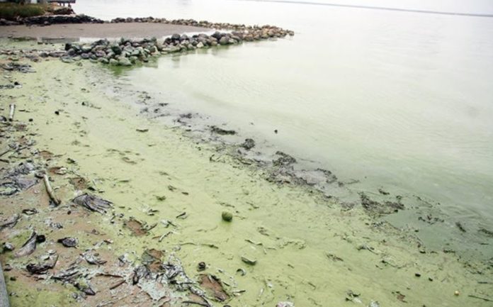 Verdín en el Lago de Maracaibo es causado por alta concentración de fósforo y nitrógeno. Foto: Cortesía Lizaura Noriega.