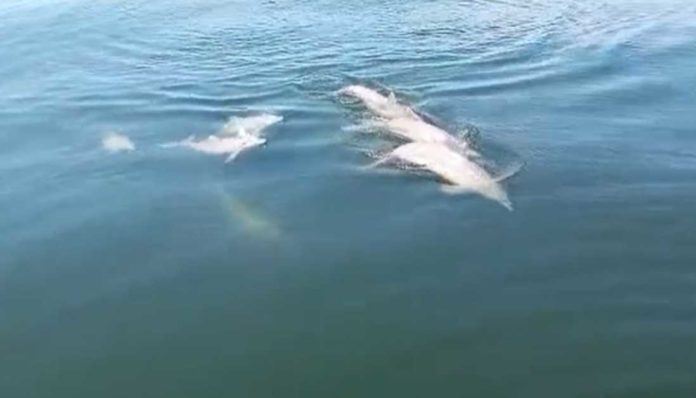 delfines-lago-de-maracaibo