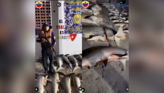 detenidos-26-tiburones-martillo-sucre-venezuela (1)