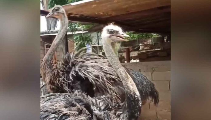 avestruces-maracaibo-zulia